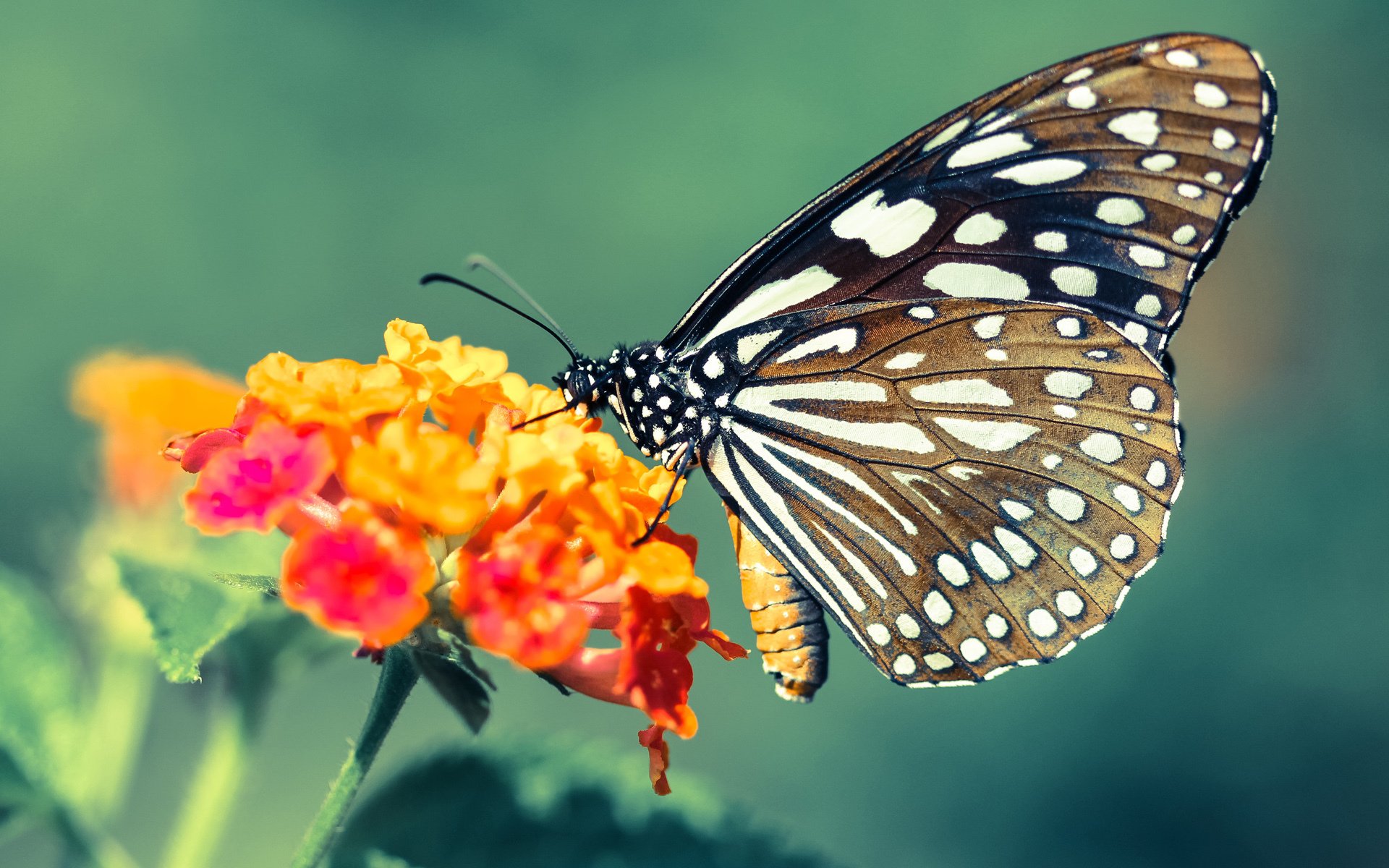雷火电竞主播-恩佐双重奏，西班牙席卷多特蒙德，国家德比王者降临