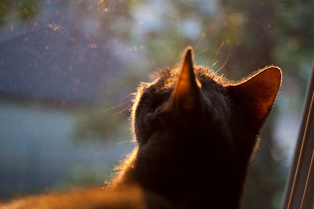 激情燃烧,阿劳霍爆发与克罗地亚横扫背后的足球哲学