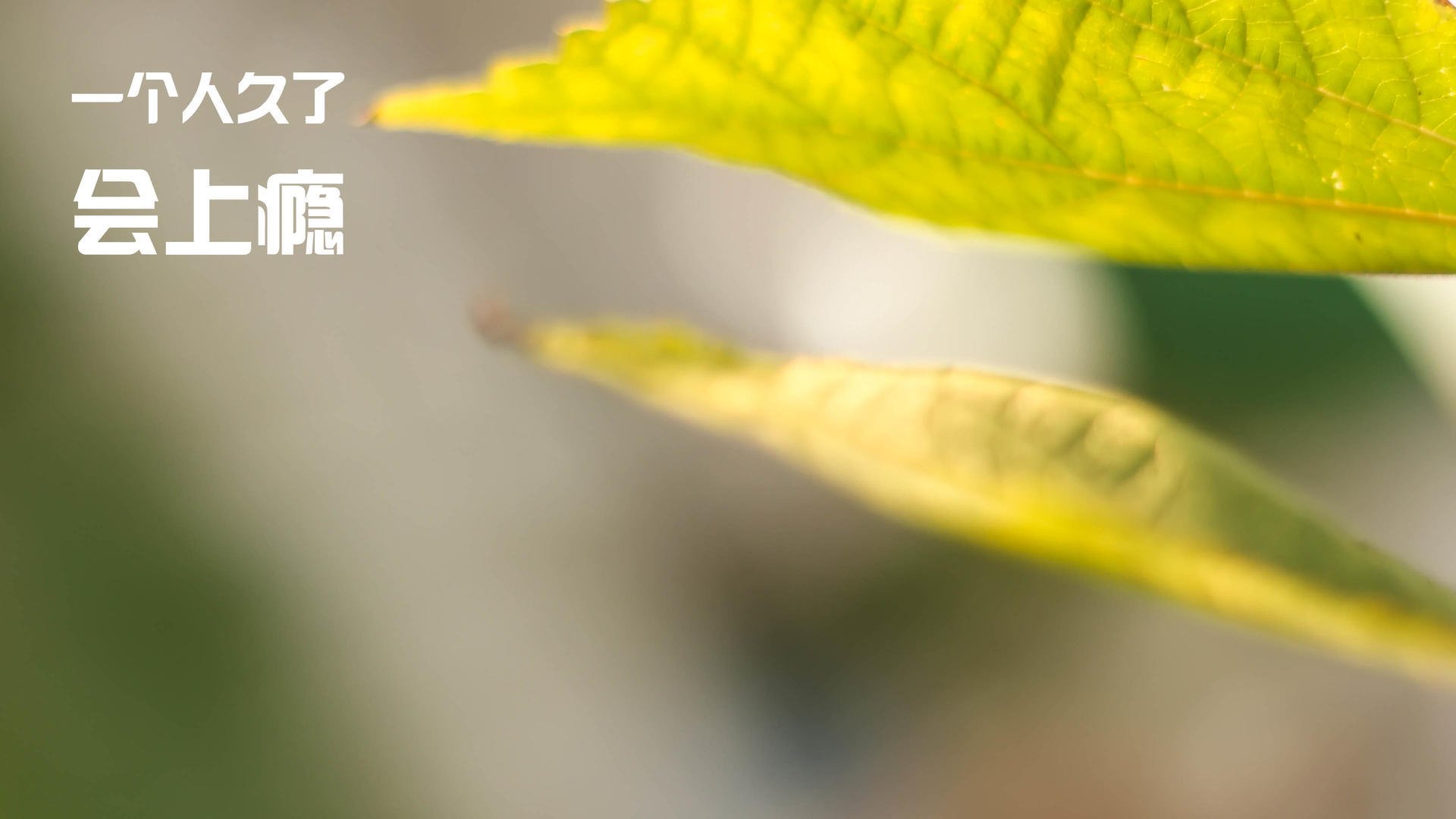 雷火电竞合作-高光之下，武切维奇的欧冠淘汰赛之夜