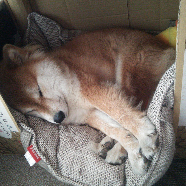 从掘金打穿76人到拉梅洛的2026世界杯接管,篮球世界唯一性的双重奏