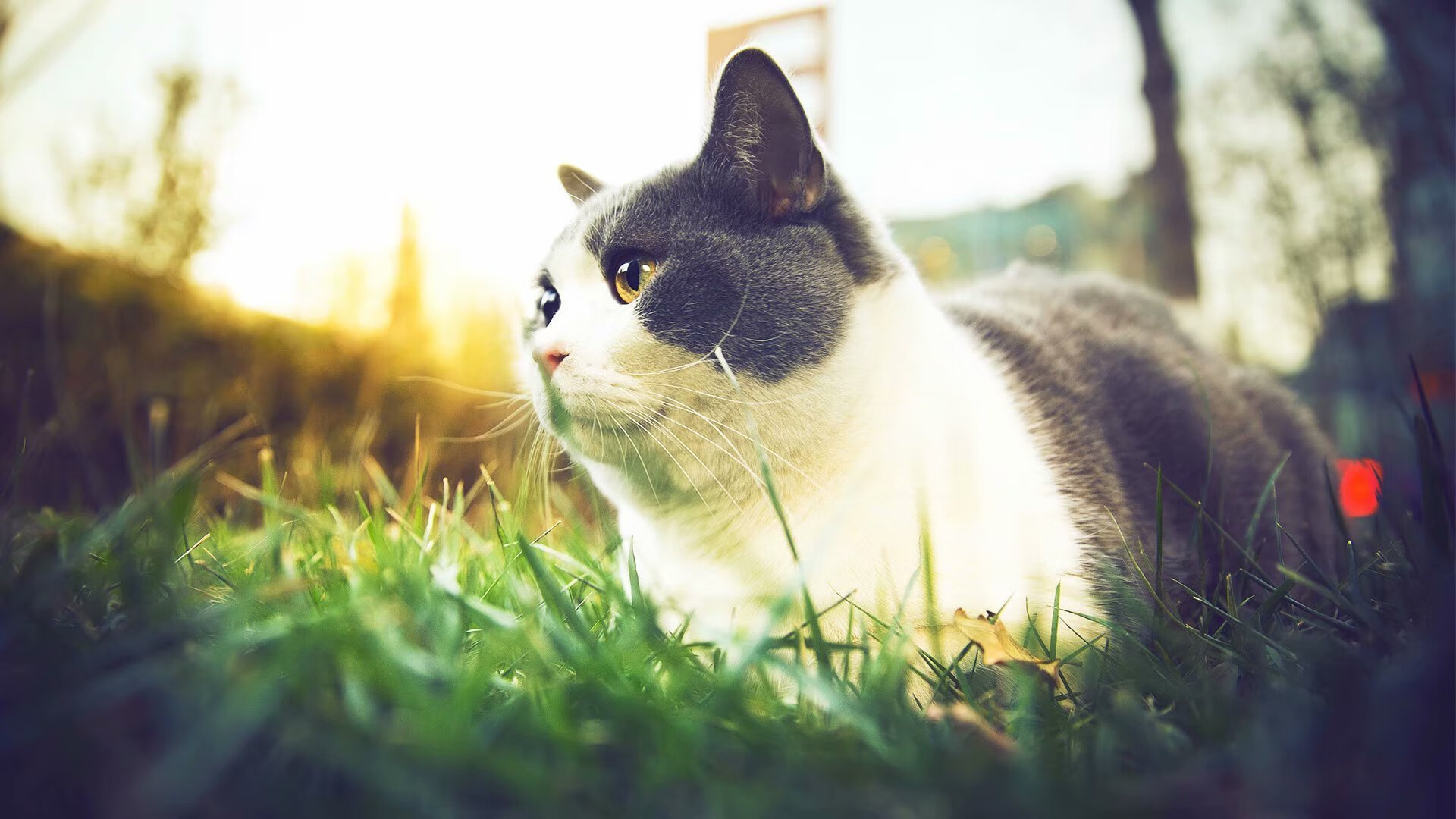 斯通斯一锤定音！尼日利亚友谊赛险胜贝蒂斯，他用实力打破所有质疑