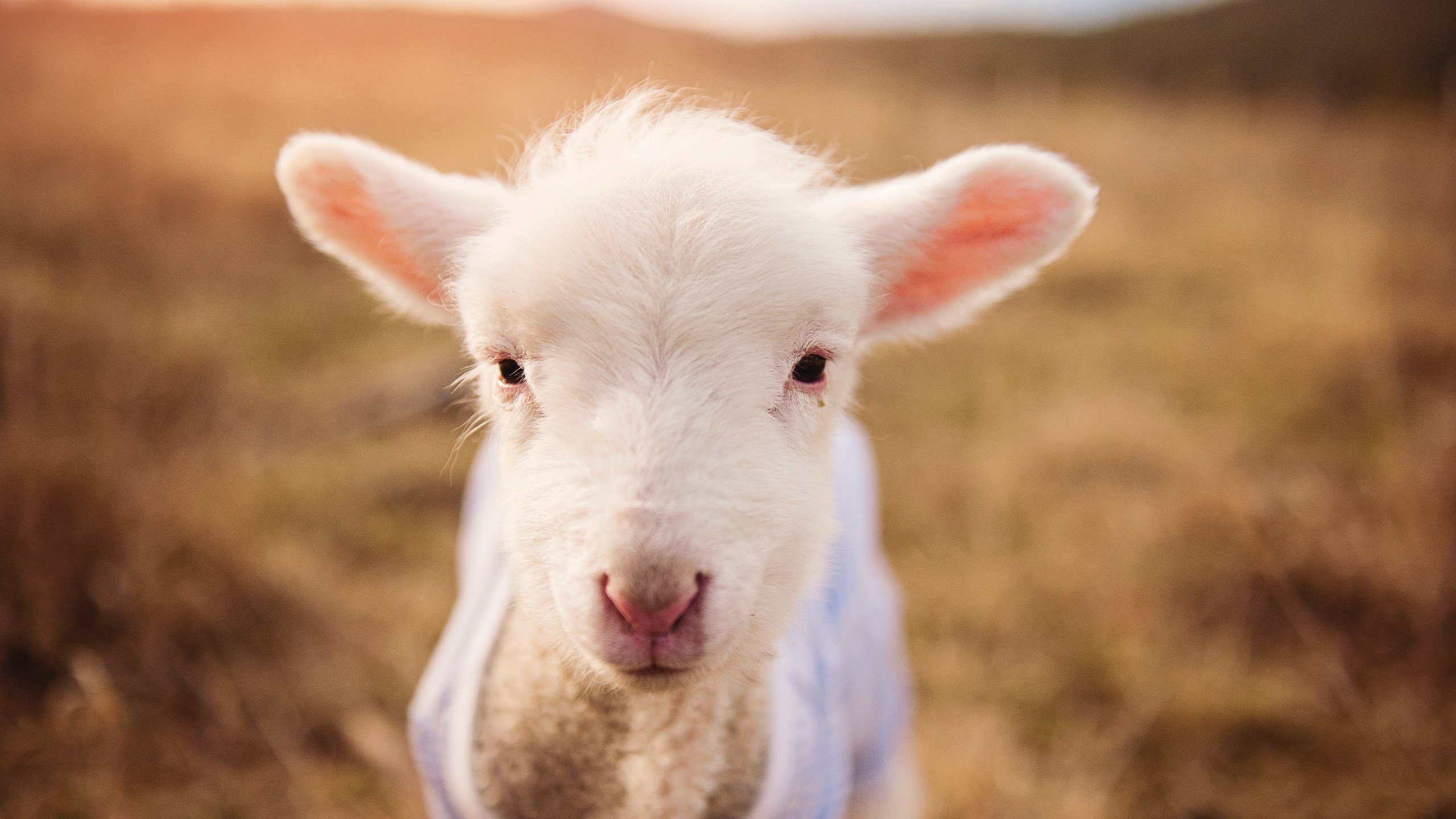 潘帕斯雄鹰提前锁定胜局，三狮军团新王统治数据榜—足球世界的双重奏