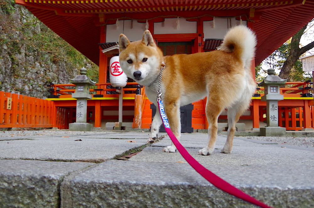 绝境重生，马里从委内瑞拉手中偷走胜利，伊萨克如何从非卖品蜕变为关键先生