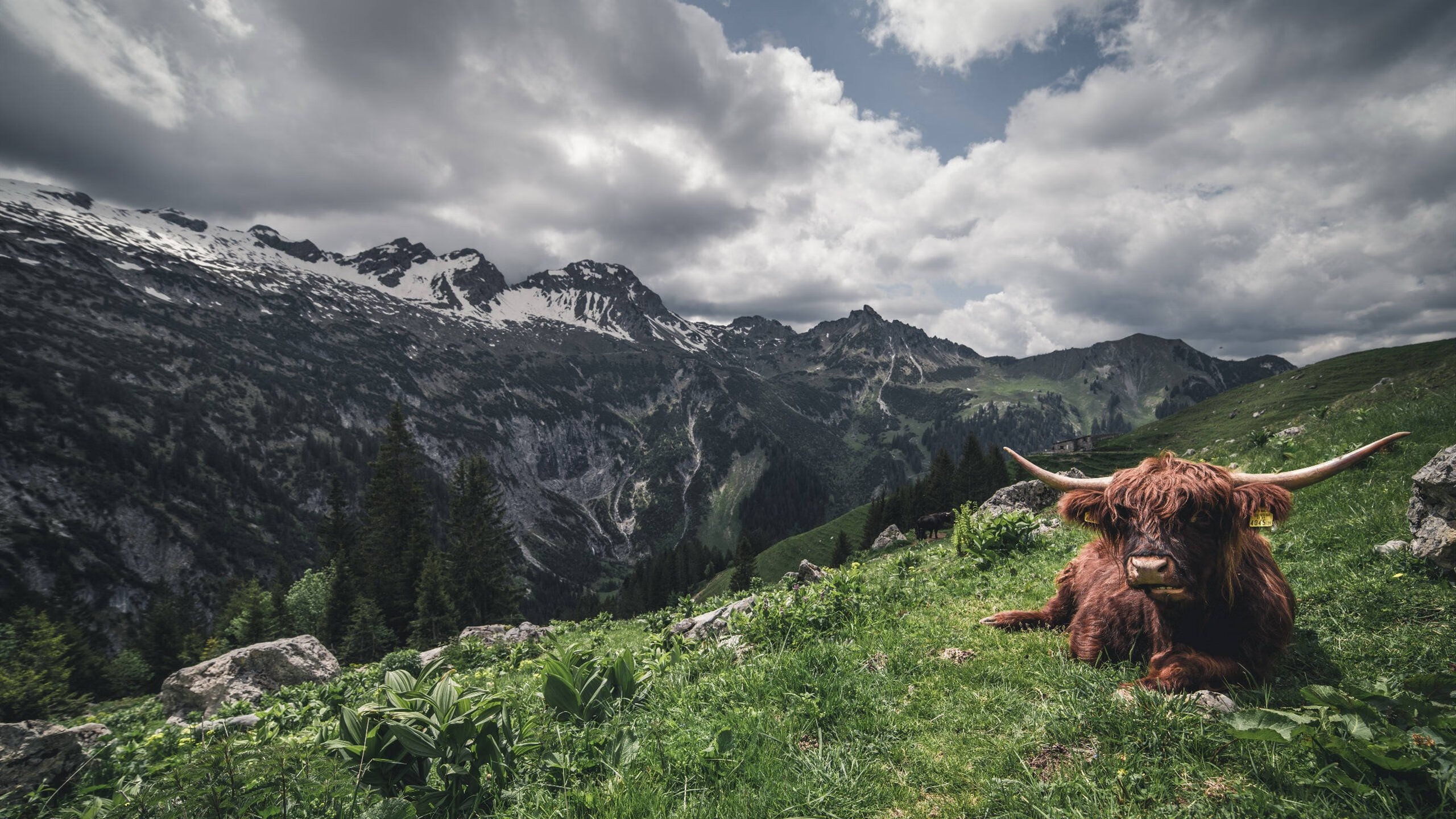 雷火电竞亚洲先驱-南美烈日破英伦风雨，哥伦比亚加冕，威尔士梦碎西决生死战
