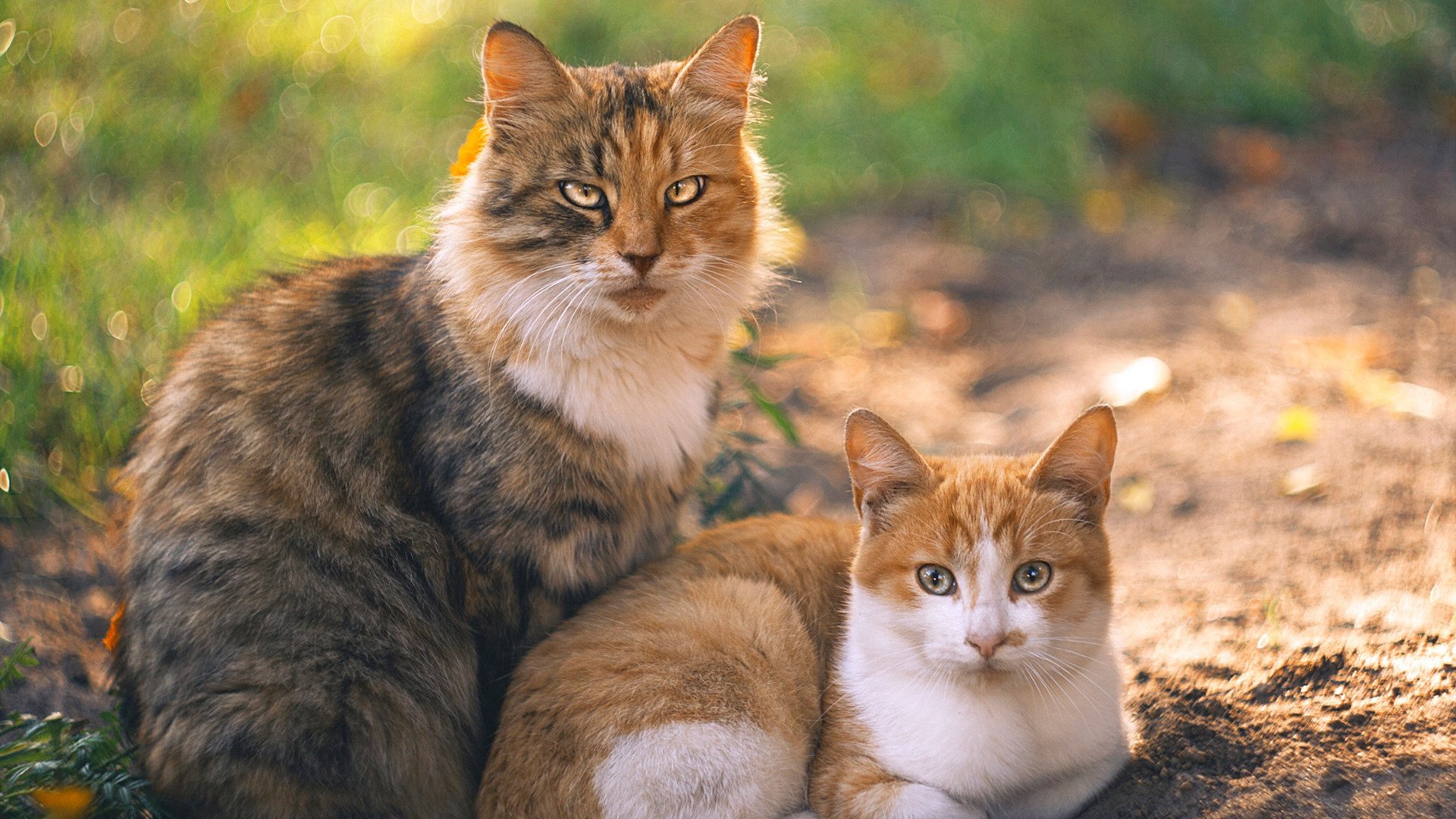 足球世界的AB面，秘鲁的坚韧收割与C罗的永恒里程碑