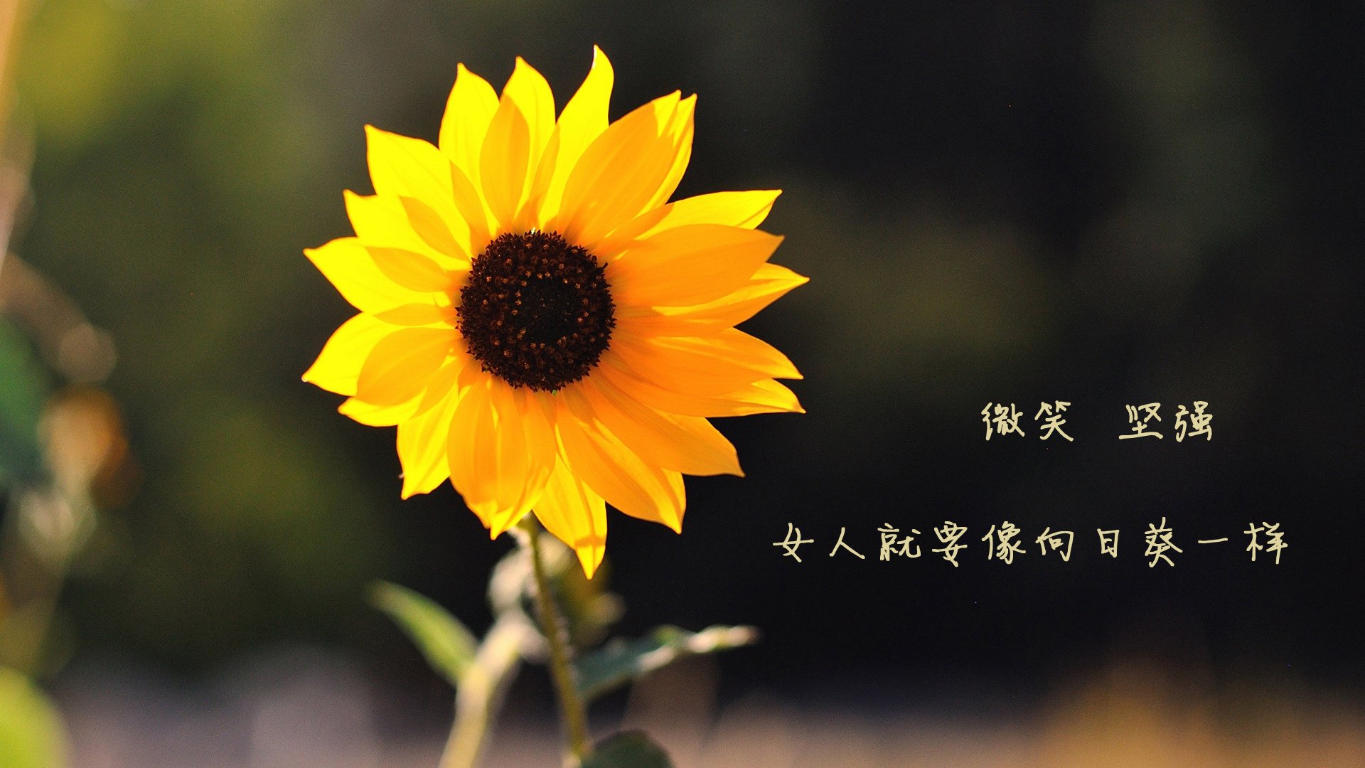 撕裂之城烈焰中崛起，福克斯末节审判，开拓者以唯一性姿态锁定胜局