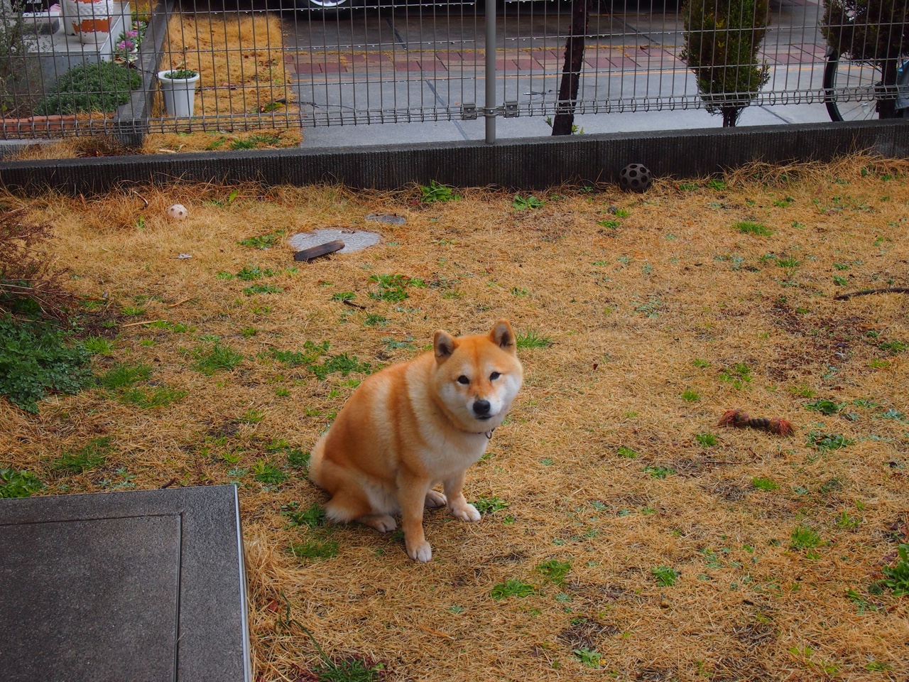 雷火电竞合作-压制与反噬，蒂亚戈的一击穿透瑞典铁幕