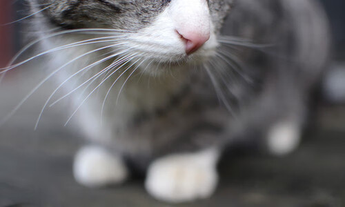 绿茵场与三分雨，一场关于库里另类决赛的狂想