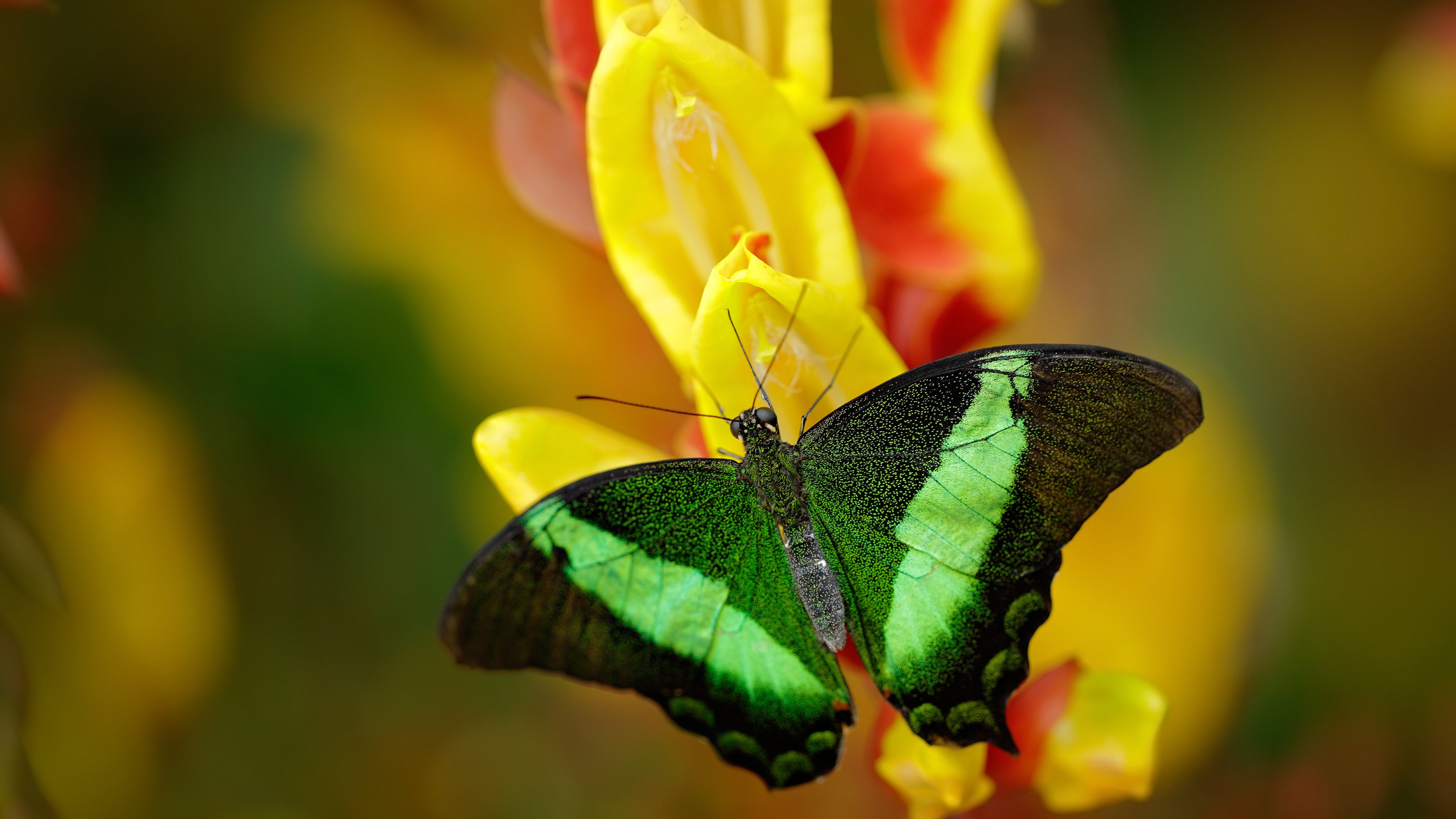 雷火电竞app-平行宇宙的直播事故？意甲焦点战惊现阿森纳压哨击败玻利维亚