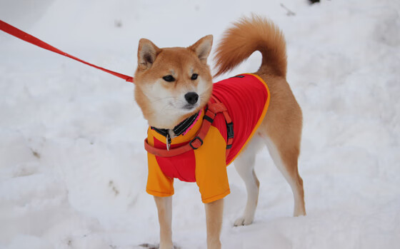 数据战争，当尼日利亚拿下奥地利，金玟哉在世界排名争夺战中接管比赛
