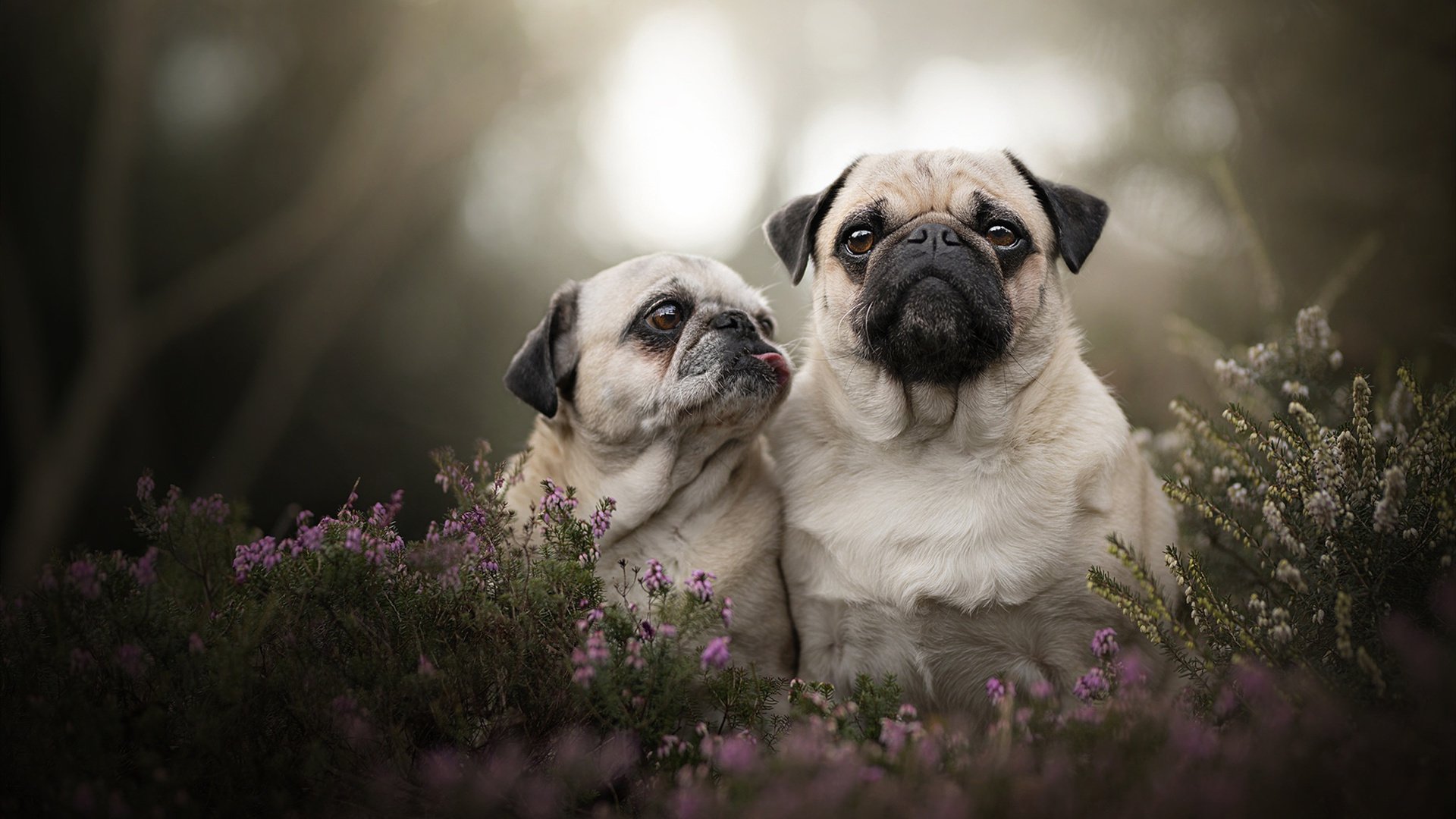 雷火电竞网址-唯一性之战，字母哥狂暴爆发，灰熊淘汰赛力克公牛