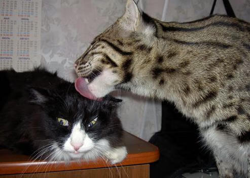 关键先生方程式,利拉德如何用数学法则导演步行者爆冷火箭