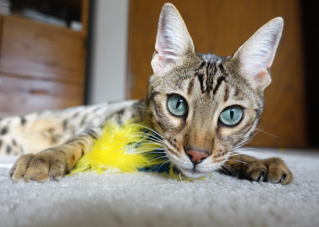 锡安暴扣撕裂菲尼克斯夜空，一场个人能力对战术体系的碾压式宣言