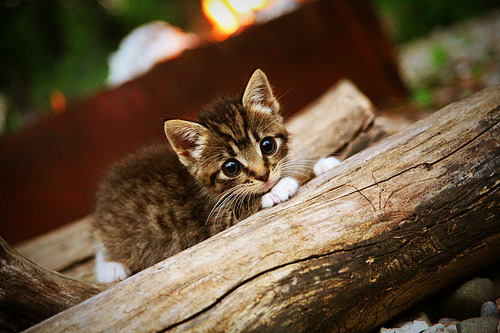 雷火电竞官网-巨人觉醒，武切维奇轰下35+20，深圳统治级表现终结广东连胜神话