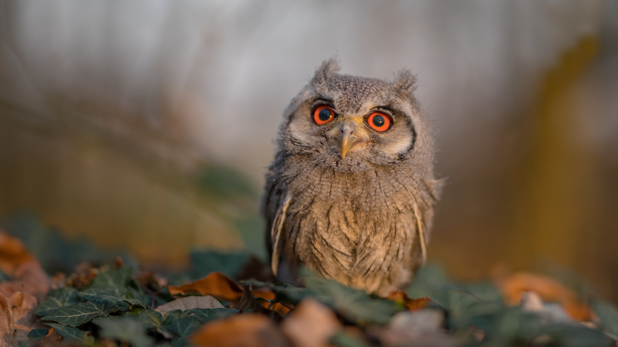 新王当立，秩序颠覆，萨卡闪耀之夜与马里对西班牙的战术碾压