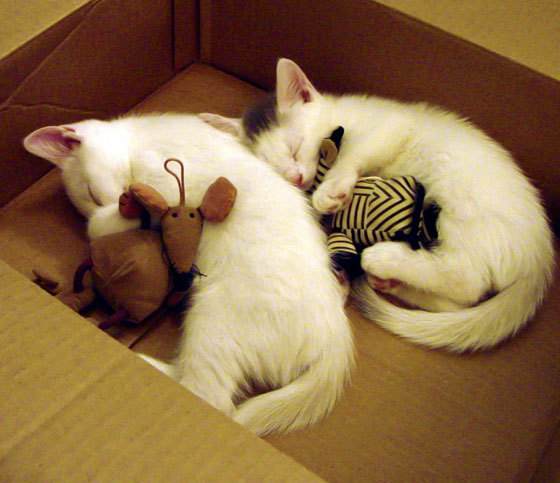 雷火电竞亚洲先驱-迈阿密惊魂夜，杜兰特50分生涯夜，步行者1分险胜背后的统治逻辑