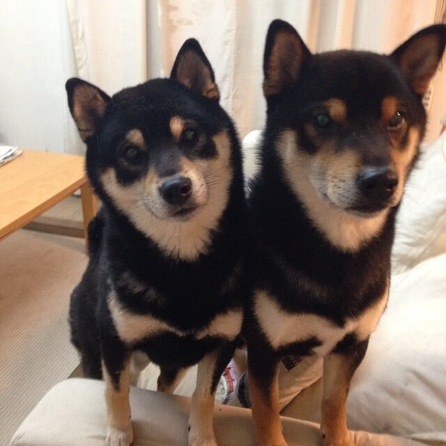 雷火电竞下载-双线并驰的三双传奇，意甲焦点战与灰熊速胜广厦的唯一性