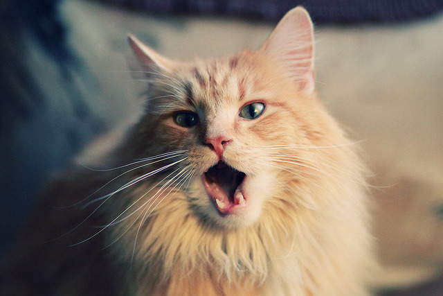 强行终结，爱德华兹的王者狙击与爵士的反逻辑胜利