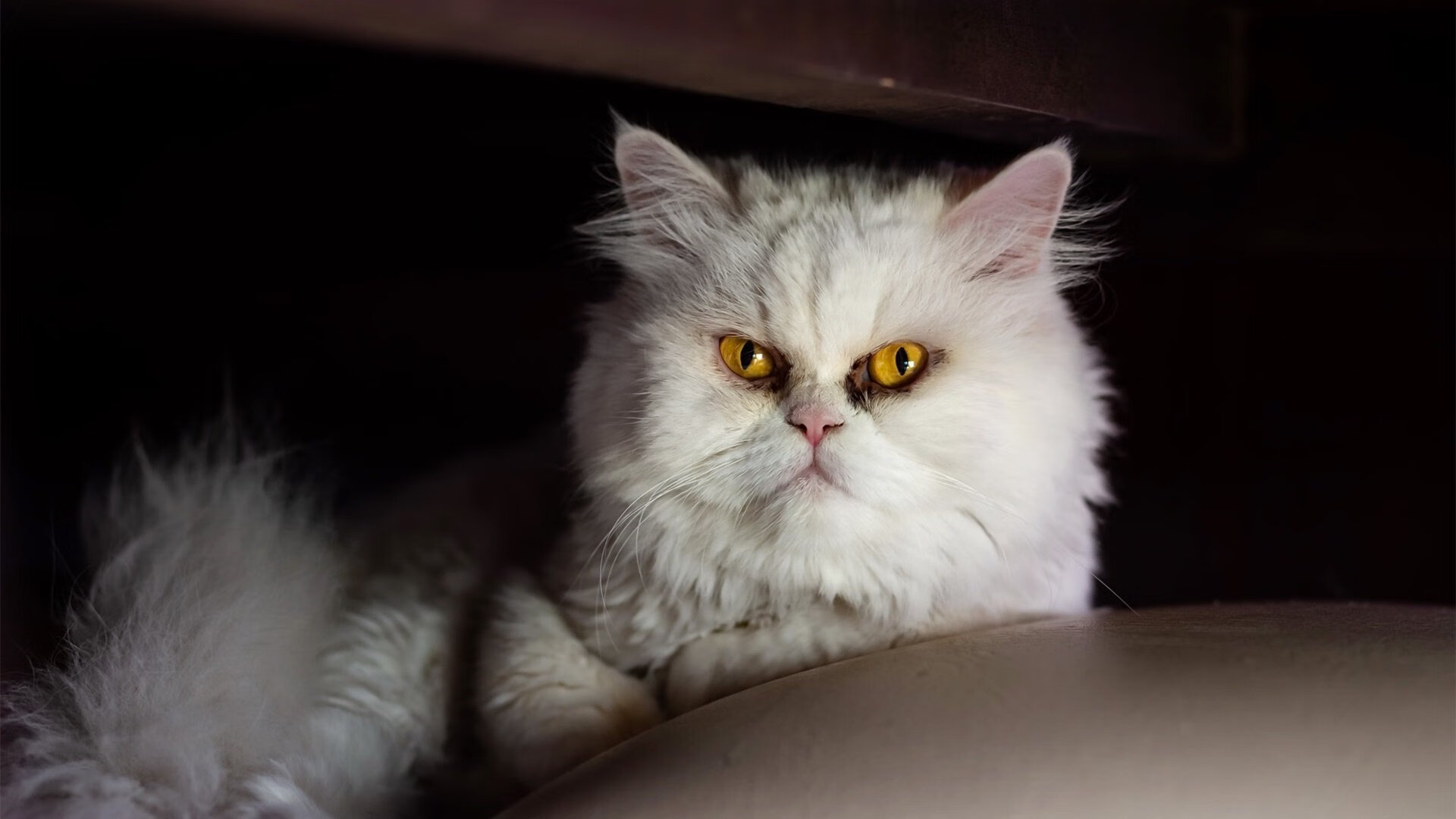 加纳连线引爆欧陆风暴，意甲豪门垂涎的雷恩制造正向世界袭来